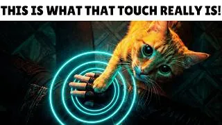 Thumbnail: Your Cat Doesn't Put Their Paw on You for Love – Here's What It Really Means
