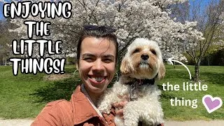 Thumbnail: Let's Work on my Mental Health with Some Help from my Puppy!