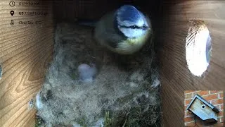 Thumbnail: 11 April 2025 - The First Egg has been laid! - The return of the 2021 box
