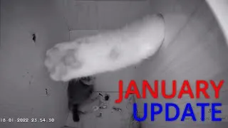 Thumbnail: January Update - Overnight visitors,  installing cat spikes and a quick look inside the nestbox!