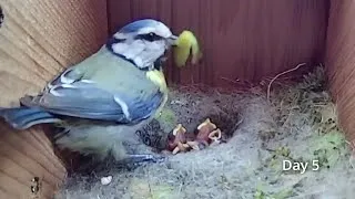 Thumbnail: 'PG-13' Edit. First Egg Hatching to Chicks Fledging VIEWER DISCRETION ADVISED. BlueTit Nest Cam 2021