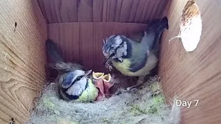 Thumbnail: First Egg Hatching to Chicks Fledging - 21 days in 21 mins - BlueTit nest box camera highlights 2021