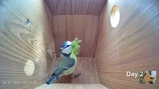 Thumbnail: From empty nest to first egg in less than 8 minutes! - BlueTit nest box live camera highlights 2021