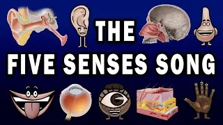 Thumbnail: THE FIVE SENSES SONG!