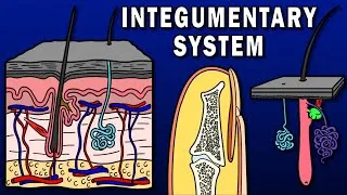 Thumbnail: INTEGUMENTARY SYSTEM OVERVIEW - Skin, Hair, Nails, Sweat and Sebaceous Glands, etc.