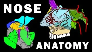 Thumbnail: COMPLETE NOSE ANATOMY - Bones, Sinuses, Muscles, Vascular Supply, Innervation