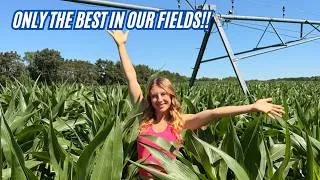 Thumbnail: Growing the Best Corn in the County