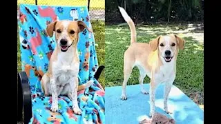 Thumbnail: Adopt this loving Cocker Spaniel and Jack Russell Terrier in Florida