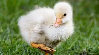 Thumbnail: 💗 10 Baby Birds Sharing Food With Each Other 💗