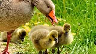 Thumbnail: Small Furry Baby Ducks! 😍
