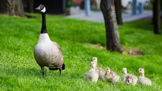 Thumbnail: 💗 Cutest Baby Birds Settling Into Their New Home 💗