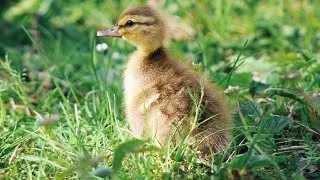 Thumbnail: ❤️ Fluffy Ducklings Feeding Together ❤️