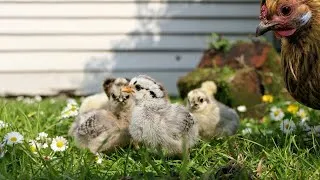Thumbnail: These Are The Cutest Baby Birds! 😍