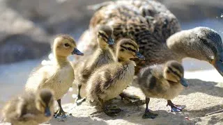 Thumbnail: 💖 Furry Little Birds Playing Together 😍