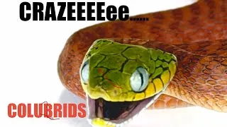 Thumbnail: Unusual Colubrid Snake Mashup - Boiga, Ratsnakes + #1