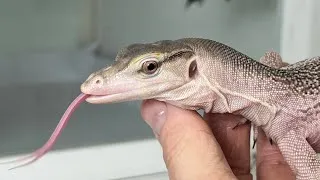 Thumbnail: A Lizard That Turns White - NERD’s Ivory Water Monitors