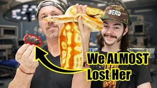 Thumbnail: Dirty Jobs - SAVING This Python’s Life!