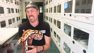 Thumbnail: Blood Pythons, Why I keep Obsessing