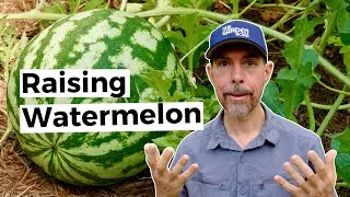 Thumbnail: Grow Watermelon In Raised Beds With These Essential Tips
