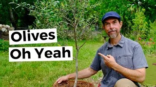 Thumbnail: How To Plant And Care For Olive Trees In Pots