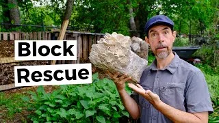 Thumbnail: Mushroom Block Gardening For Food and Fungal Rich Soil