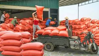 Thumbnail: Use 3-Wheeled Truck To Buy 100KG Corn Kernels Go To Sell For Villager To Use As Livestock Feed