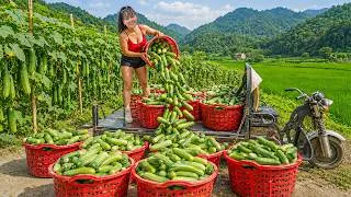 Thumbnail: TIMELAPSE -- Harvesting 1000+ Cucumbers In The Farm -- Use 3-Wheeled Truck Go to Market Sell