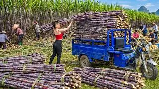 Thumbnail: TIMELAPSE -- Harvesting 1500 Tons Sugar Cane & Vegetables Transport Go To Market Sell