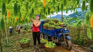 Thumbnail: TIMELAPSE -- Use Truck To Harvesting Tons Bitter Melon In The Large Bitter Melon Garden Go To Sell