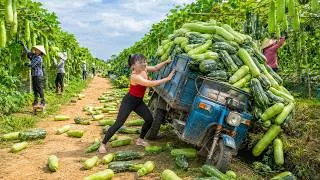 Thumbnail: TIMELAPSE -- Harvest 1000KG+ Gourds, Pumpkins In The Farm - Use Trucks To Transport Go To Market