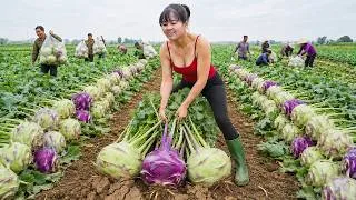 Thumbnail: TIMELAPSE -- Harvest 300 Kohlrabi Tubers At The Green Farm, Use 3-Wheeled Truck Go To Market Sell