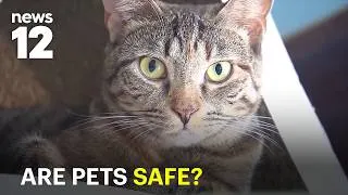 Thumbnail: New York could regulate pet boarding facilities after tragic dog deaths