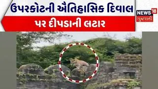 Thumbnail: Leopard in Junagadh | ઉપરકોટની ઐતિહાસિક દિવાલ પર દીપડાની લટાર | Forest Department |Leopard Video