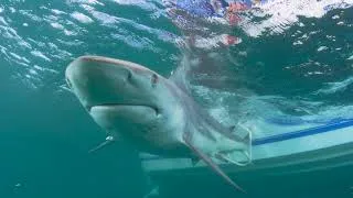 Thumbnail: Watch: Huge Great White Shark Swims Close To Florida Fisherman's Boat