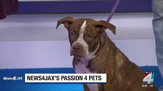 Thumbnail: Passion 4 Pets w/Pee-Dee