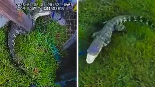 Thumbnail: ‘RITE OF PASSAGE:’ Florida deputy wrangles alligator for first time ever, video shows