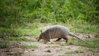 Thumbnail: Armadillos likely behind Florida’s surge in leprosy cases