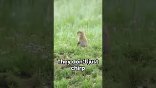 Thumbnail: Top 5 Unexpected Animal World Events