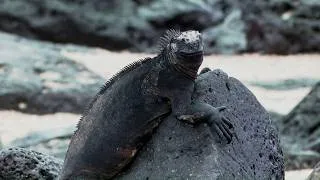 Thumbnail: Today is 'World Lizard Day'