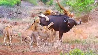 Thumbnail: 20 Lions VS 1 Buffalo