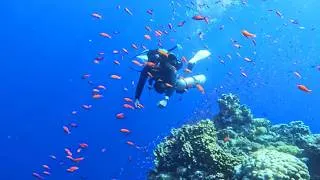 Thumbnail: Explorers Dive 328ft To Find Paradise