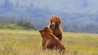 Thumbnail: Alaska Grizzly Bears Epic Duel Over Female Grizzly