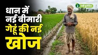 Thumbnail: धान किसानों के लिए बड़ा Alert | गेहूं पर वैज्ञानिकों की बड़ी खोज | हफ्ते की बड़ी खबरें Agri Bulletin