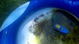 Thumbnail: Snake in the back yard..