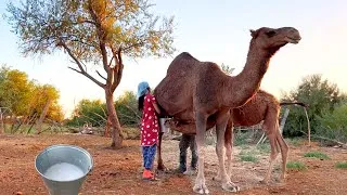 Thumbnail: Amazing Camel Farming in Kazakhstan. Fresh Camel Milking