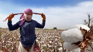 Thumbnail: How they Pick Cotton BY HAND in Uzbekistan