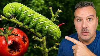 Thumbnail: How to Get Rid of Tomato Hornworms