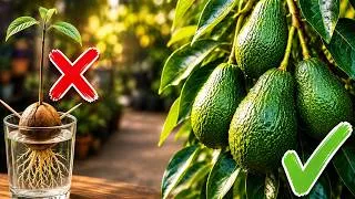 Thumbnail: How to Grow an Avocado Tree That Actually Produces Fruit