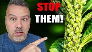 Thumbnail: How to Stop Aphids from Ruining Your Garden