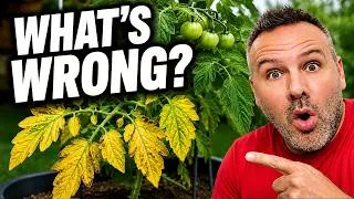 Thumbnail: Why Are My Tomato Leaves Turning Yellow?